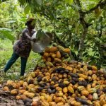 A Look at Cocoa Farmers and How They’re Affected by the Chocolate Industry