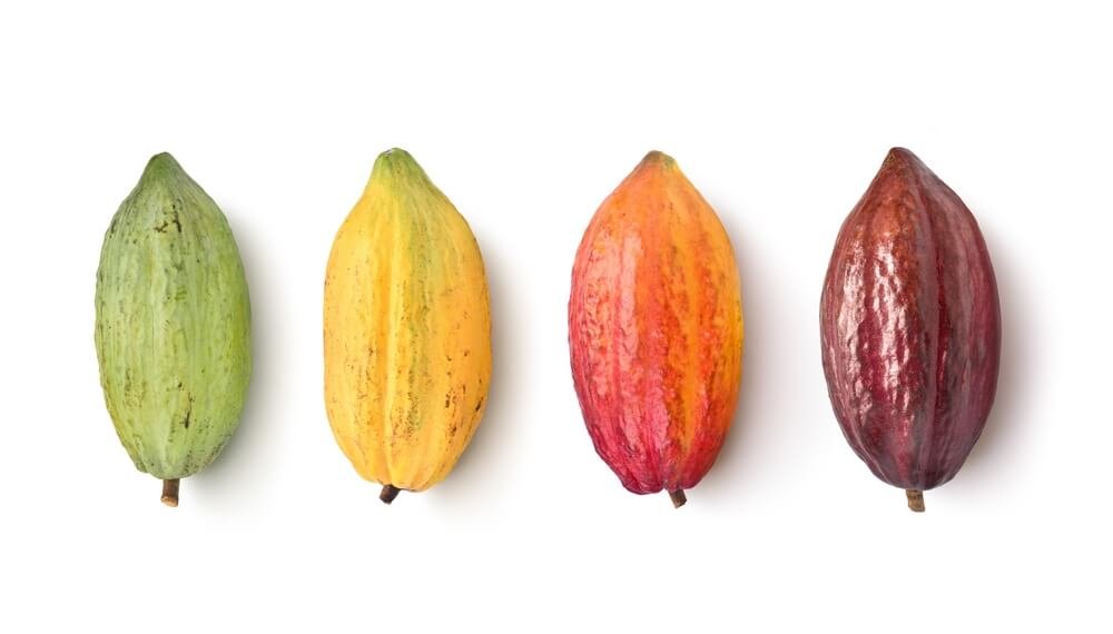 Exploring the Different Types of Cacao Beans Used in Chocolate Making