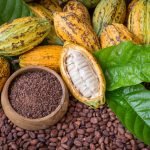 Why Sustainable Chocolate Is Important for the Future of the Industry